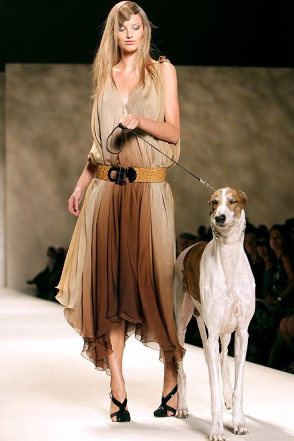 Dogs on the catwalk