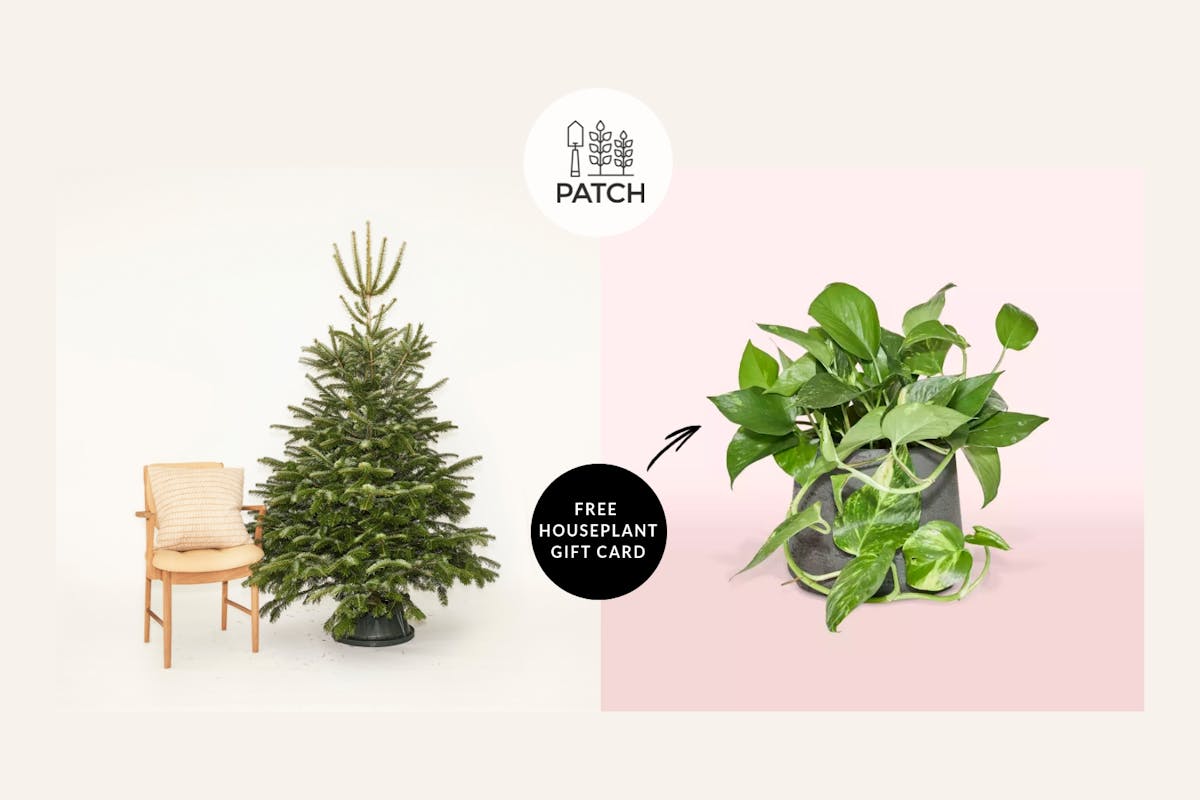 Get a free houseplant gift card with any Christmas tree