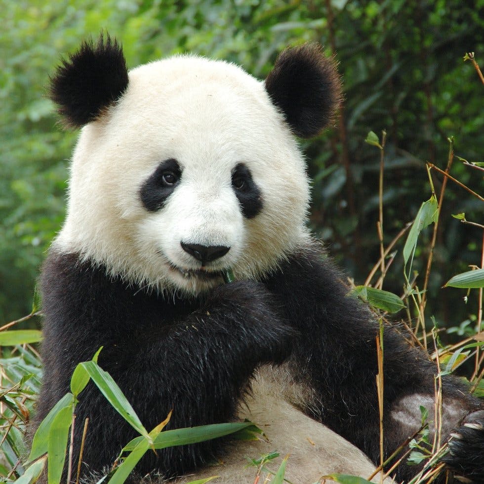From panda hugger to chocolate taster: the world's best jobs