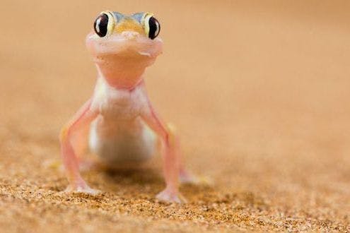 Thirsty Gecko Licks His Eyeball