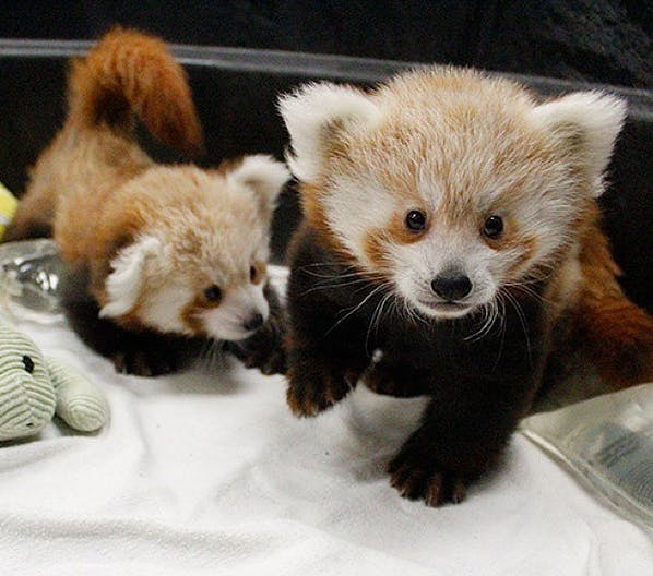 Watch these adorable baby red pandas fight and frolick