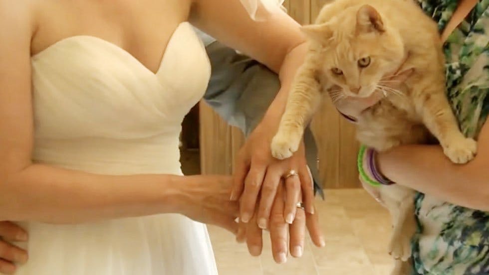 This couple got married with 1,100 cats as witnesses