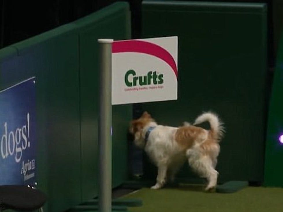 Watch: this Jack Russell’s hilarious Crufts performance has won the ...