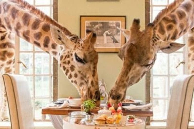 You can now eat breakfast with giraffes in this safari hotel