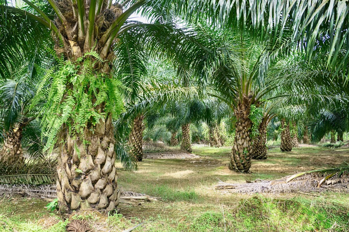 what-is-palm-oil