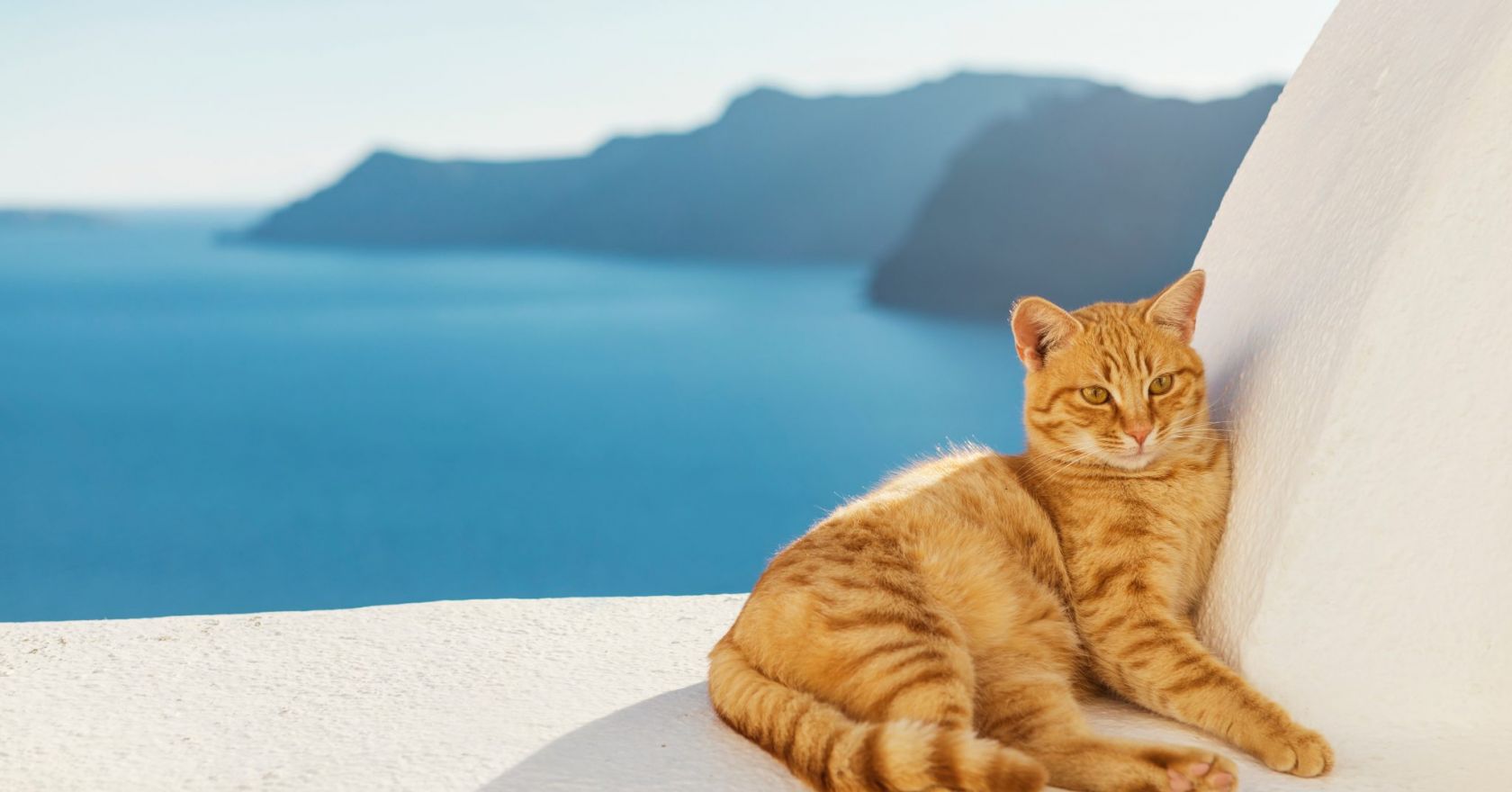 Over 30,000 hopefuls apply for dream job on cat island in Greece