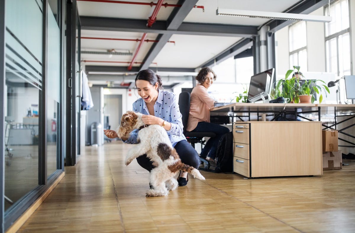 Bring your dog to work why dogs should be allowed in the office