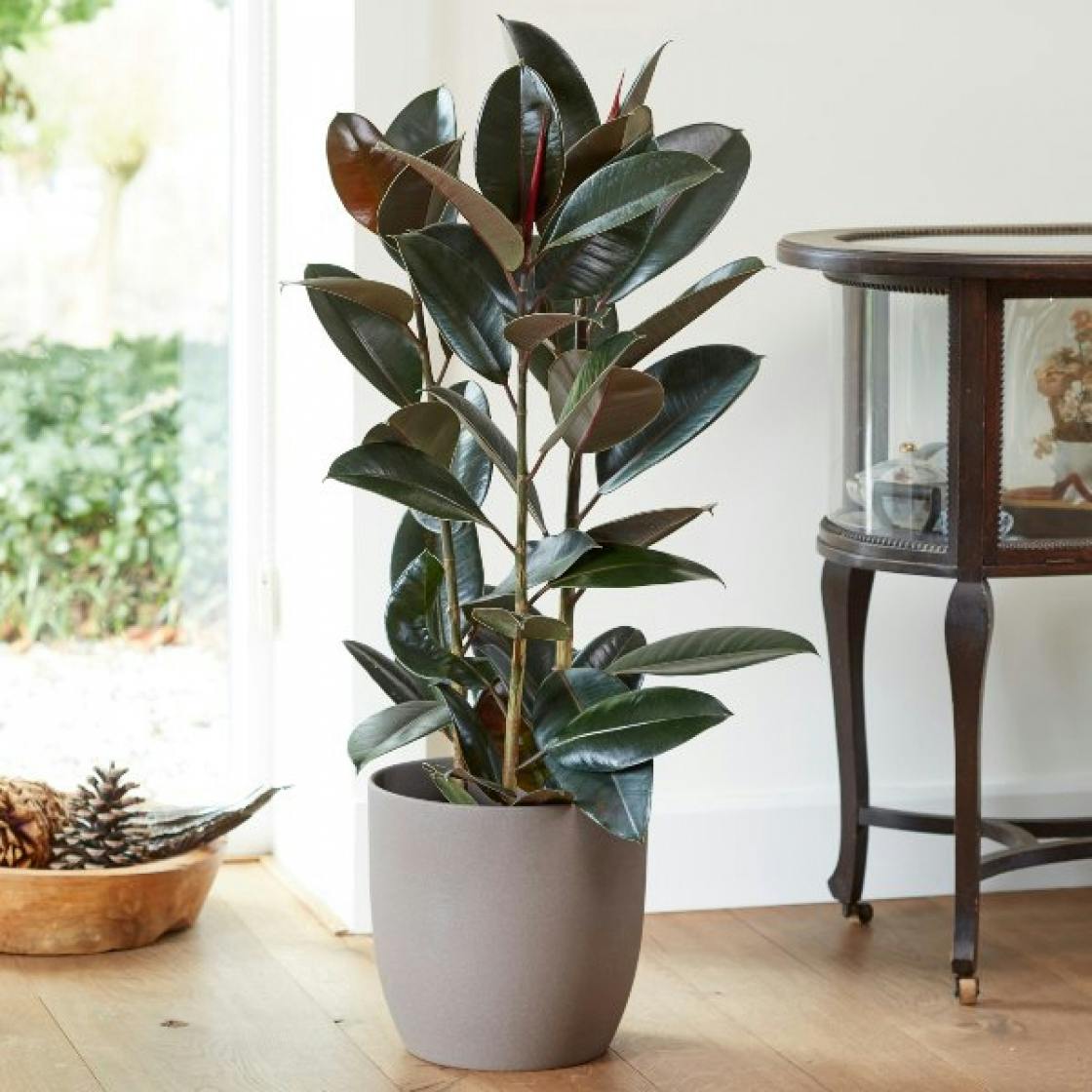 Indoor plants 9 statement houseplants for your home and office