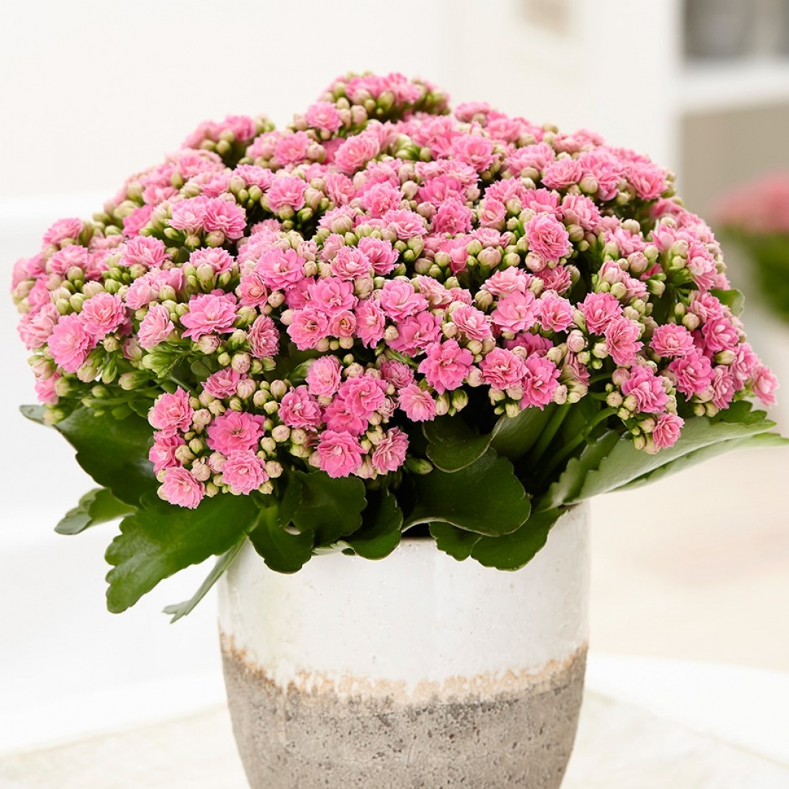 Easy-care Flowering Houseplants To Celebrate Spring