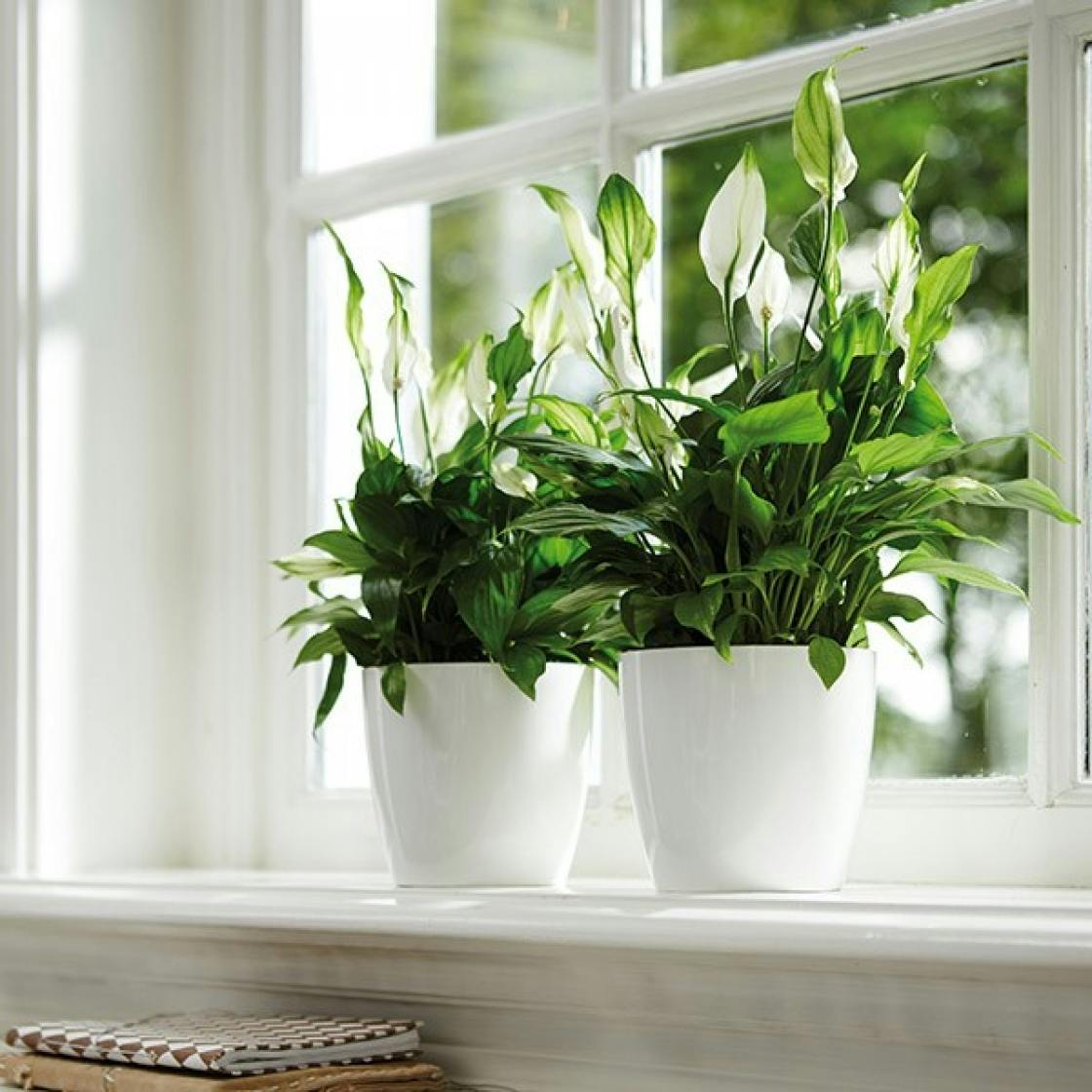 Where to buy plants online: 19 online plant stores to shop now