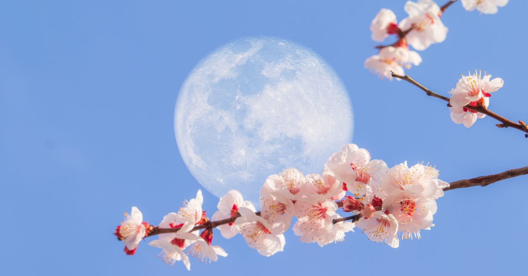 What is the Super Flower Moon, and how can I see it?