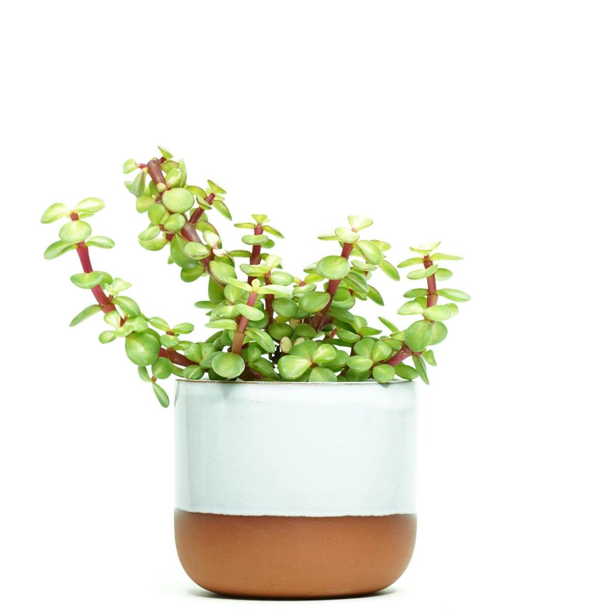 indoor-plants-5-easy-care-succulents-to-buy-online