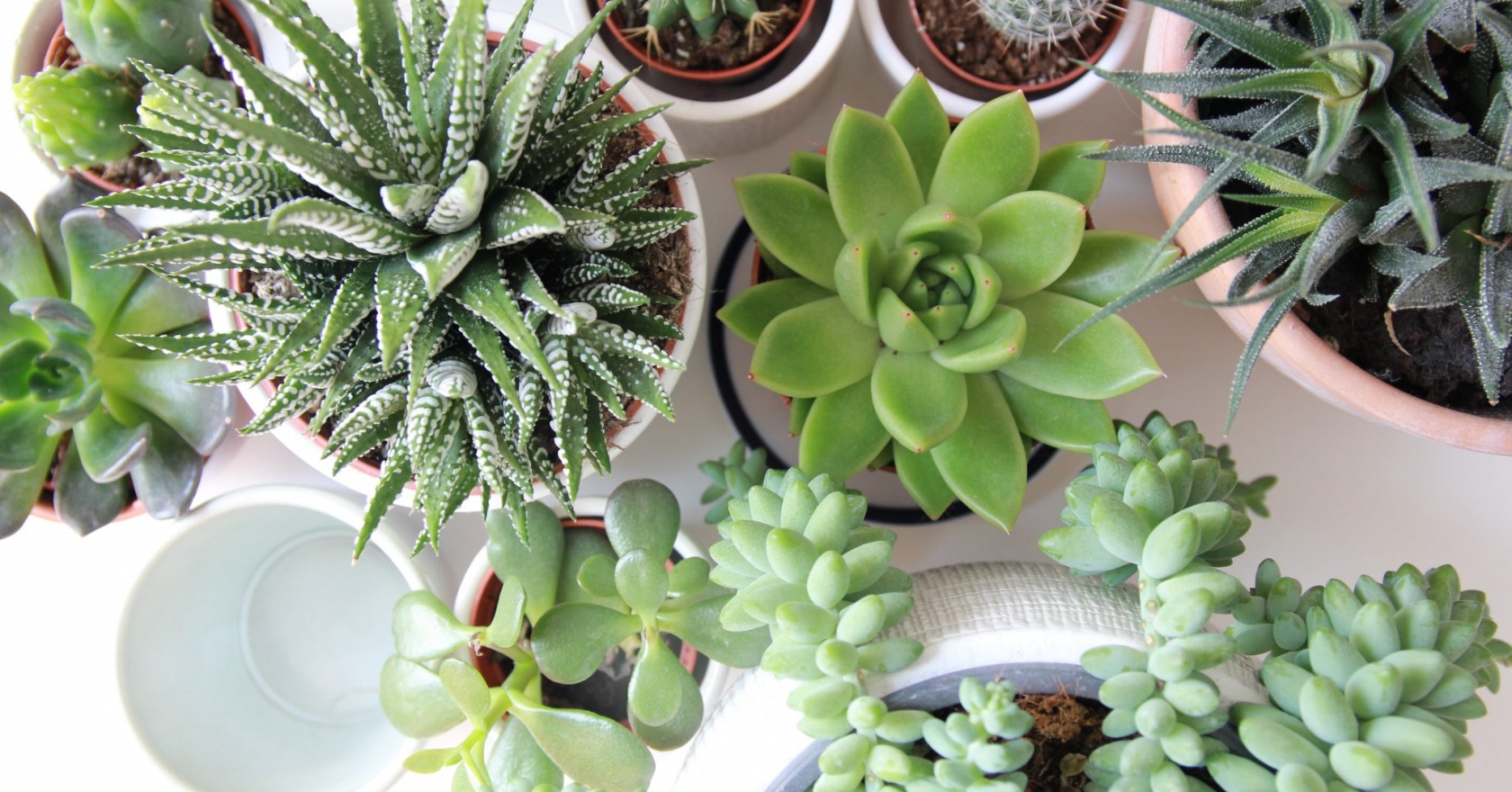 Indoor Plants: 5 Easy-care Succulents To Buy Online