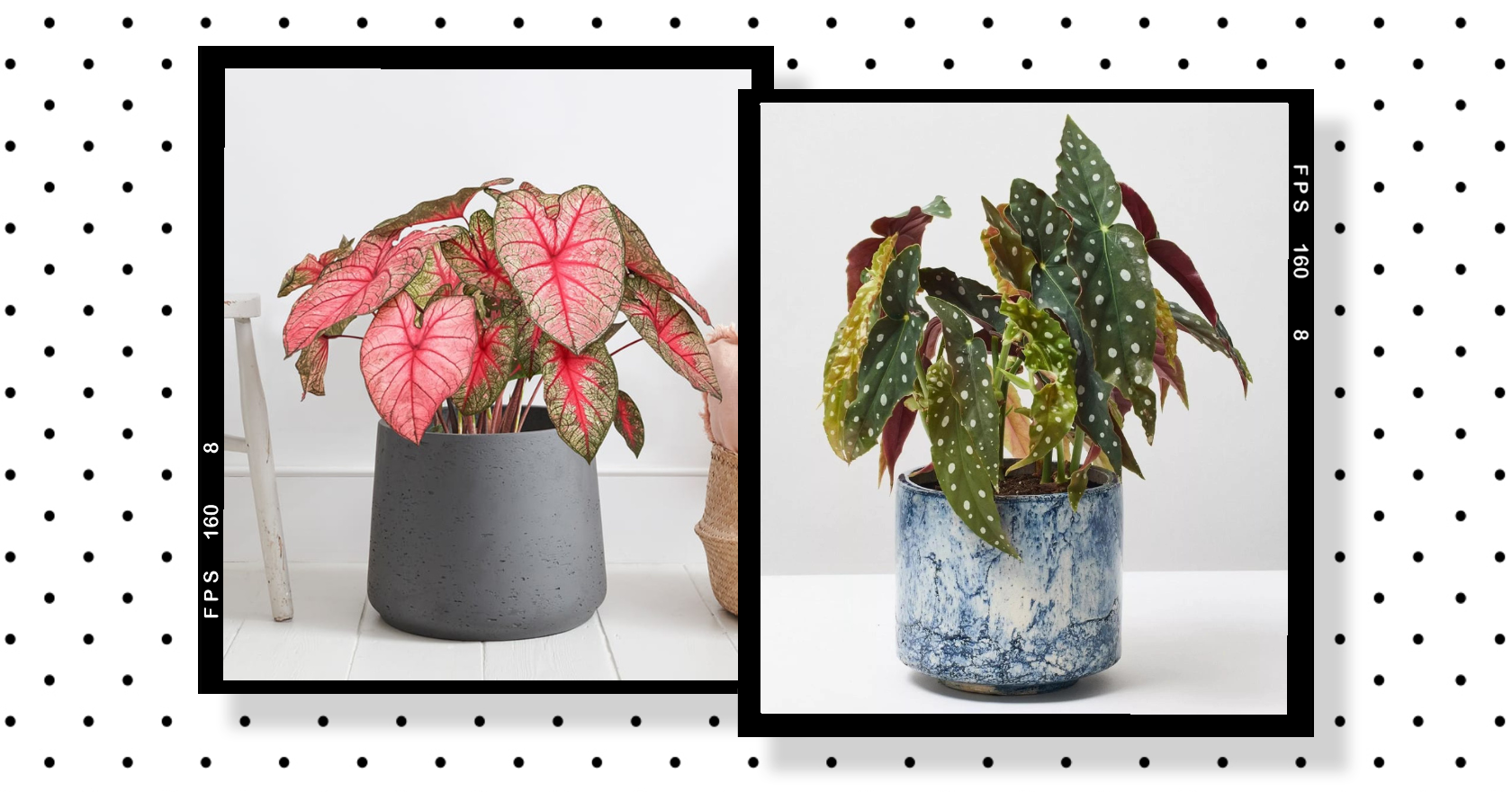 9 Unusual And Rare Houseplants To Add To Your Home