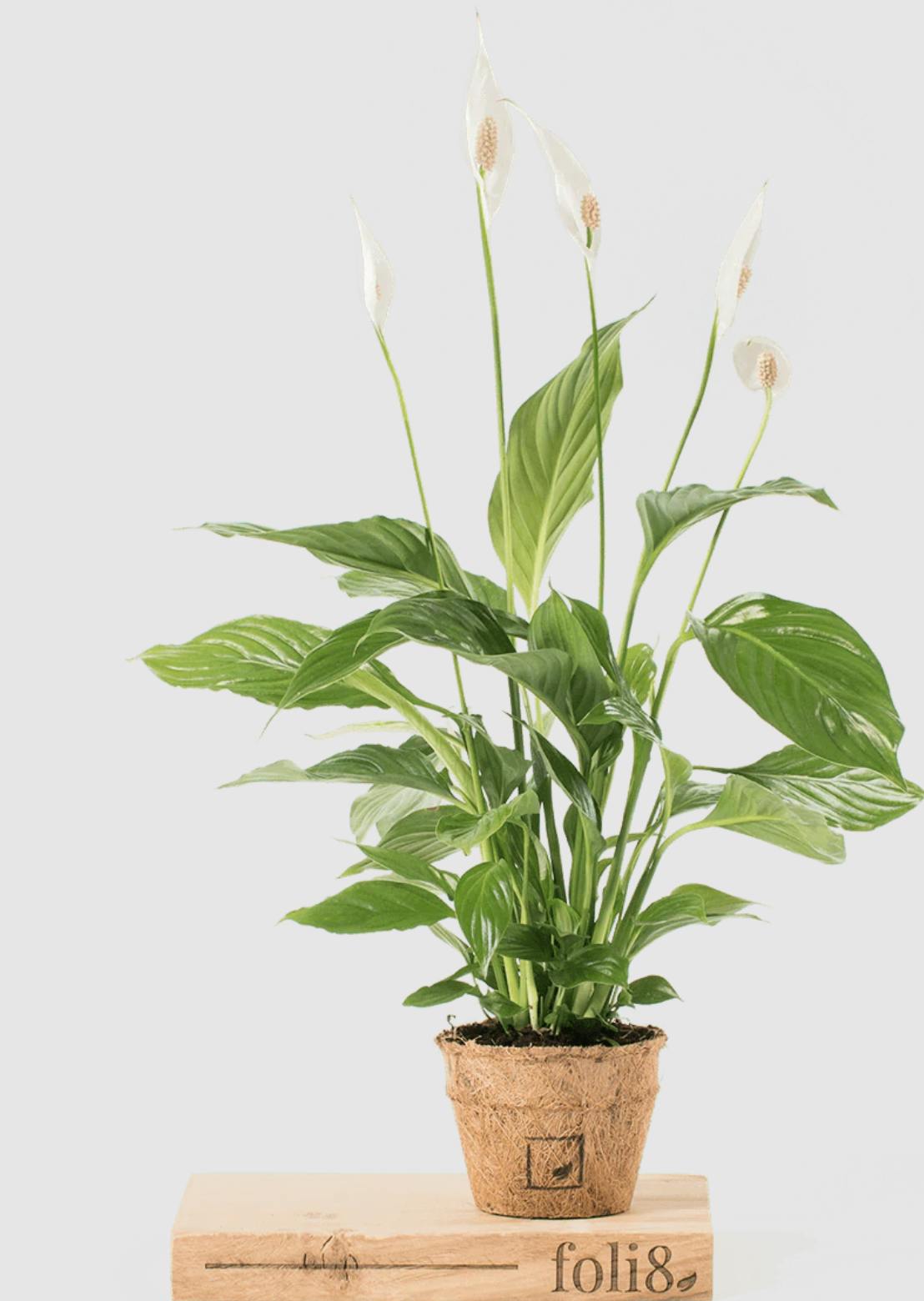 11 best low light plants to brighten your home's dark corners