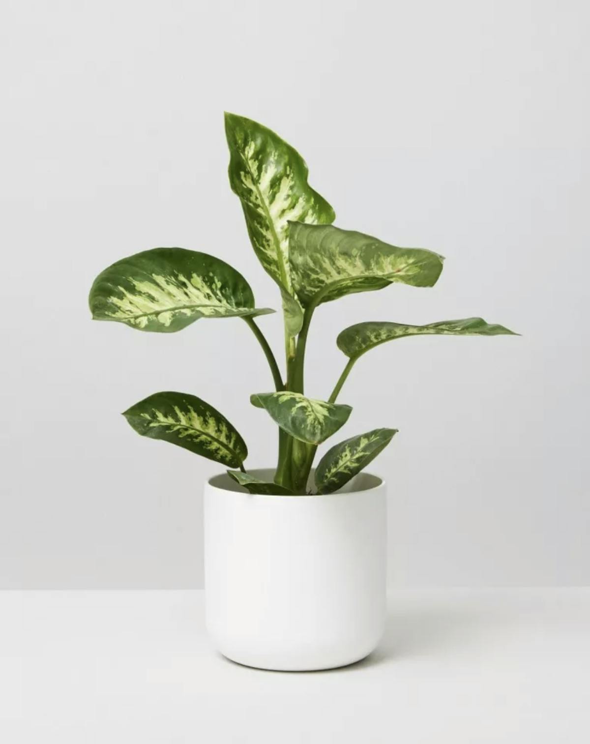 11 best low light plants to brighten your home's dark corners