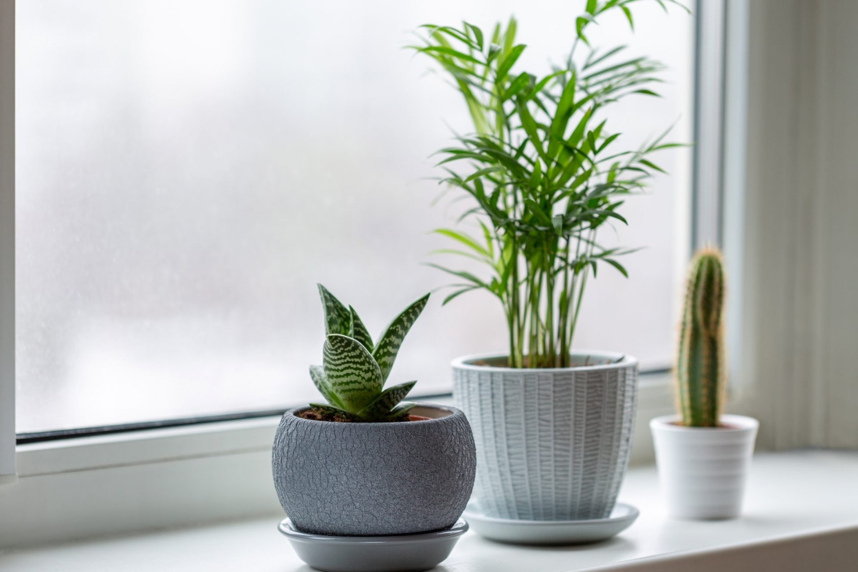 download free small house plants