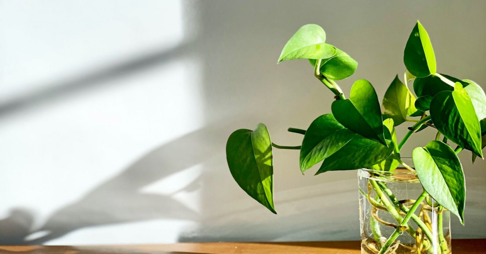 Plant Propagation: How To Propagate A Houseplant In 6 Easy Steps