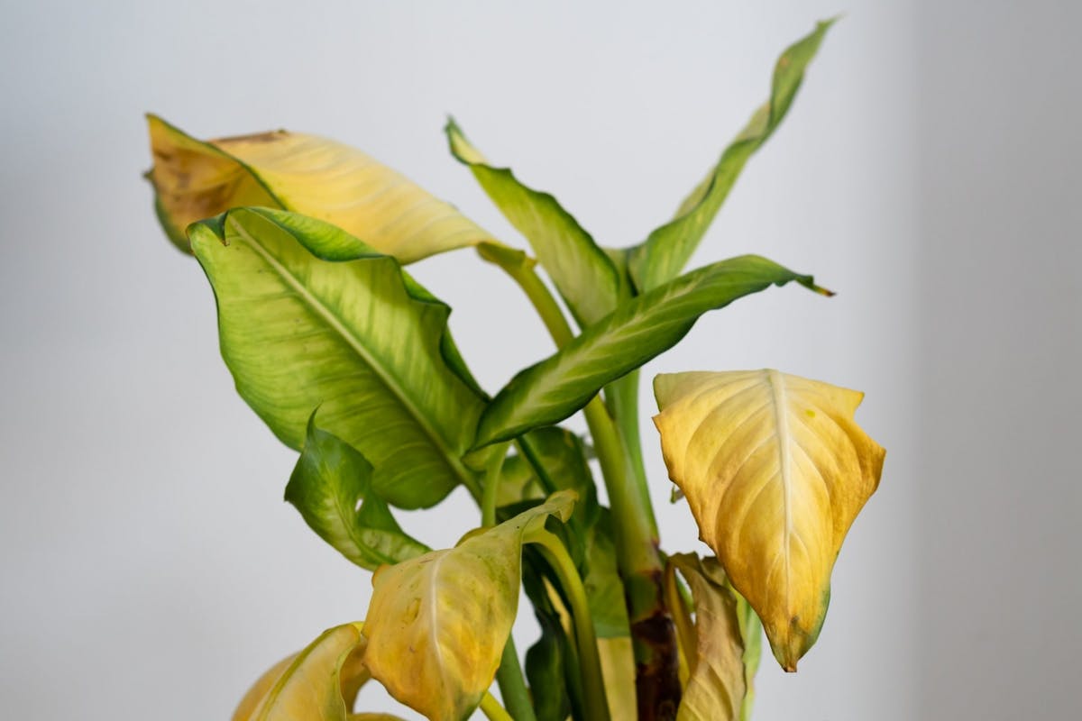 4 Reasons Why Your Plant S Leaves Are Turning Yellow