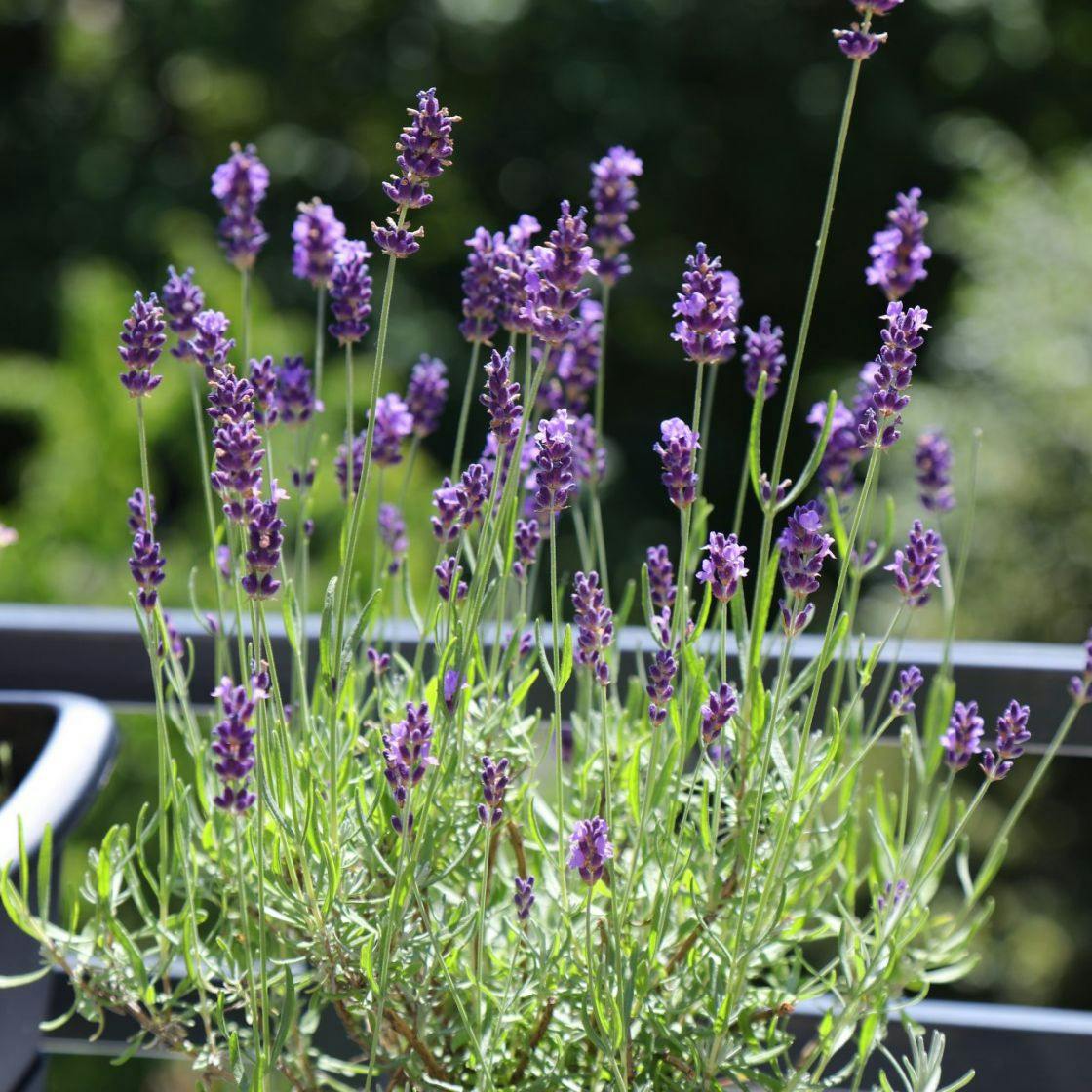 5 Best Bee Friendly Flowers For A Small Outdoor Space Or Balcony