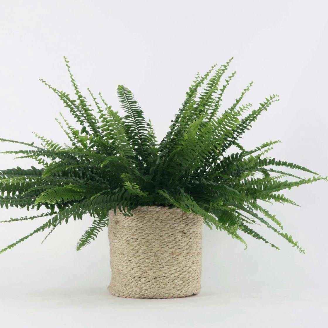 Bathroom plants: 7 humidity-loving houseplants to shop now