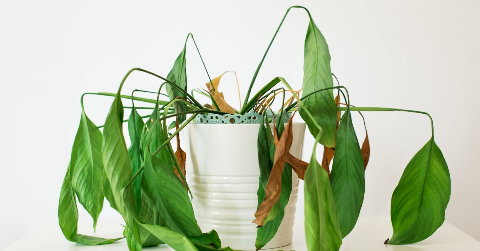 How to care for and revive a drooping or wilted plant