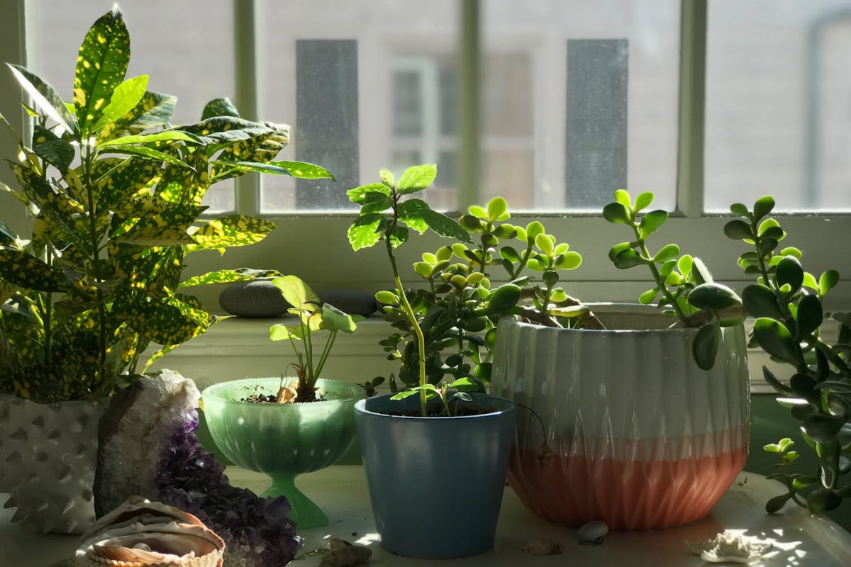 Brown Spots: Why Are My Plant's Leaves Turning Brown?