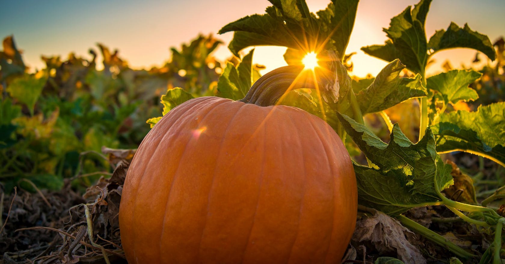 The best pumpkin patches near London for a spooky day out