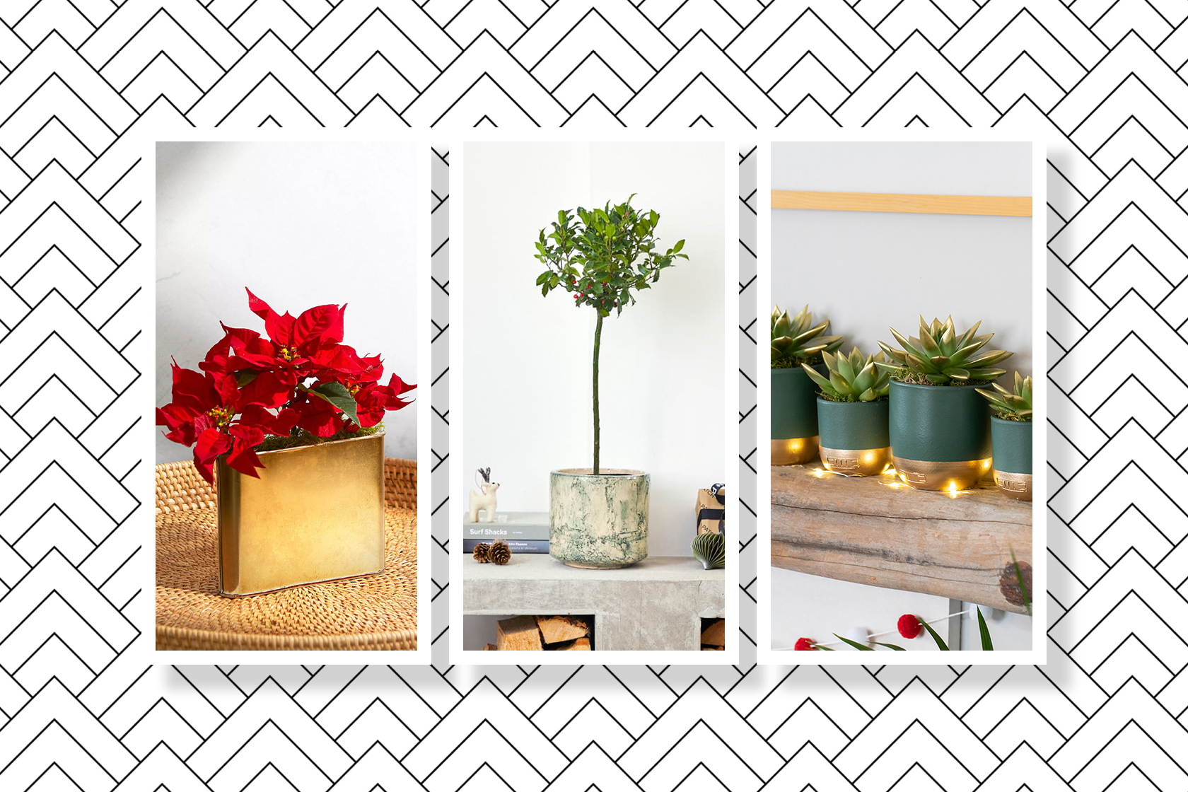 8 Christmas Plants To Decorate Your Home This Festive Season