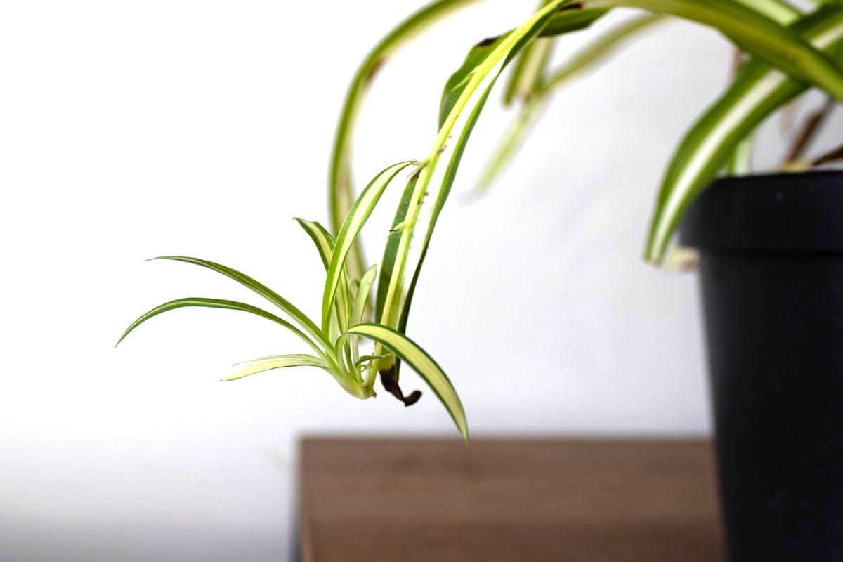 How to propagate a spider plant: what to do with 'baby' growth