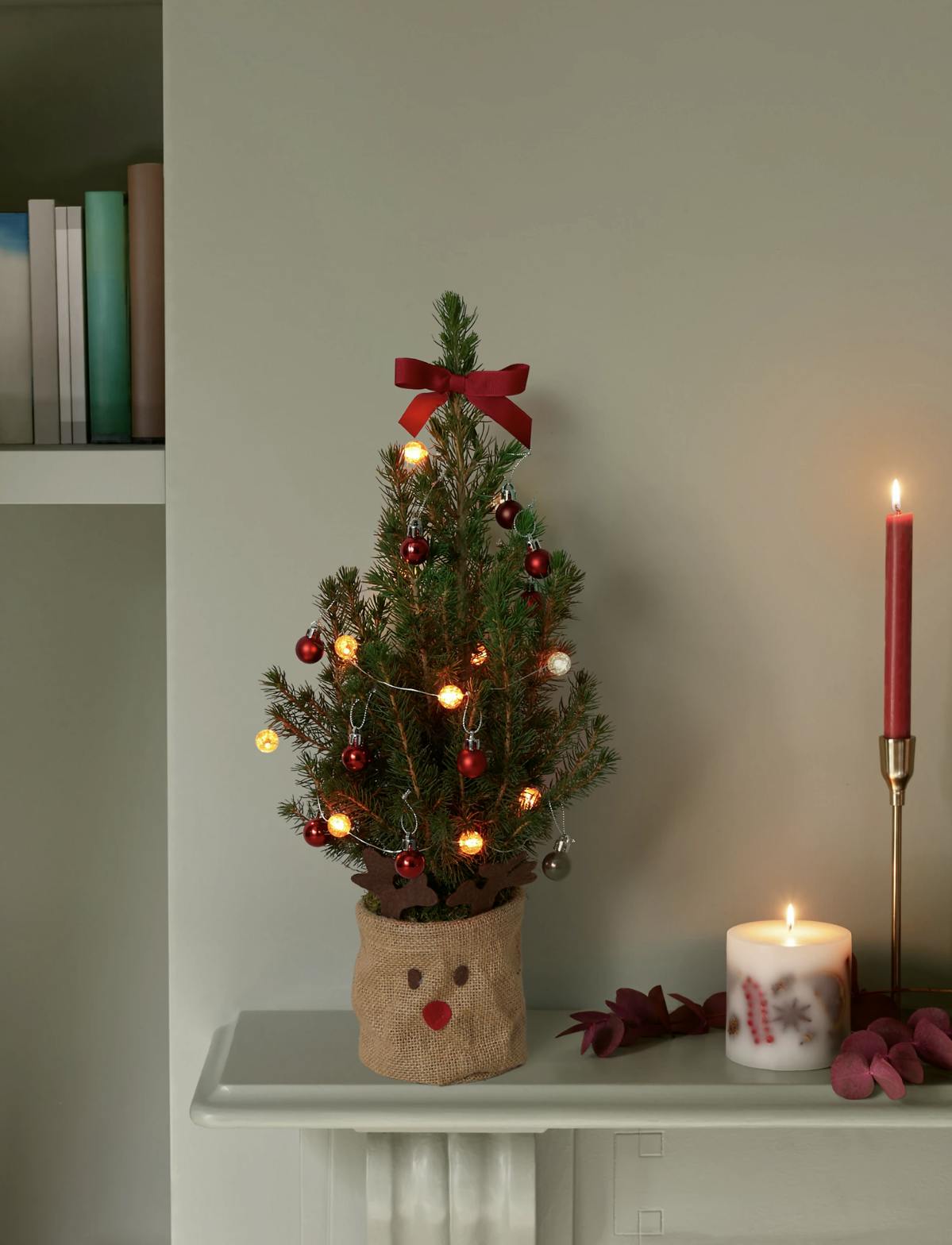 Potted Christmas trees best trees to buy for 2022